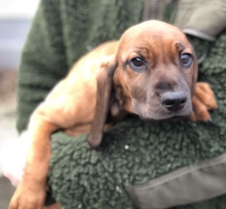 Schweißhund Welpen BGS