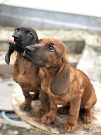 Schweißhund Welpen BGS