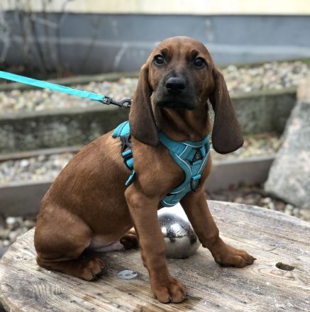 Schweißhund Welpen BGS