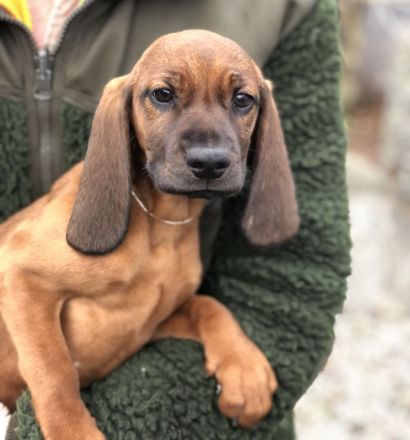 Schweißhund Welpen BGS