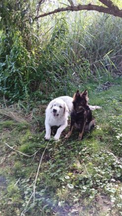 Süße Pyrenäenberghundmixe suchen ein neues Zuhause