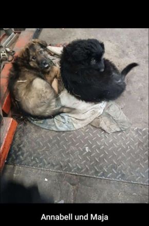 Süße Pyrenäenberghundmixe suchen ein neues Zuhause