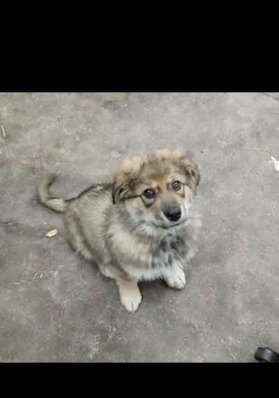 Süße Pyrenäenberghundmixe suchen ein neues Zuhause