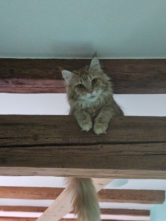 Maine Coon Kater, kastriert