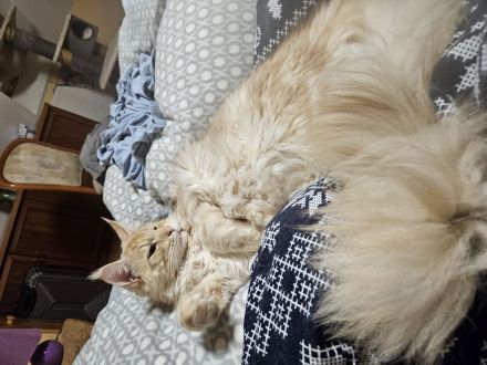 Maine Coon Kater, kastriert