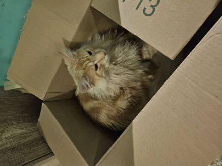 Maine Coon Kater, kastriert