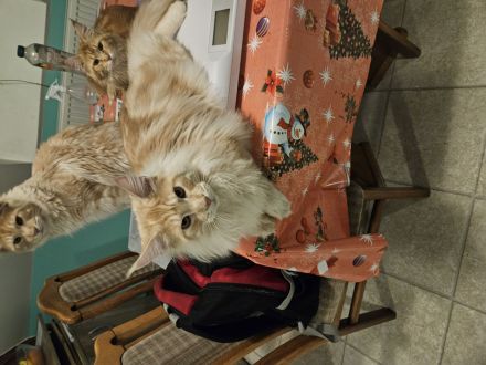 Maine Coon Kater, kastriert