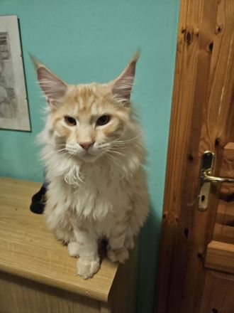 Maine Coon Kater, kastriert