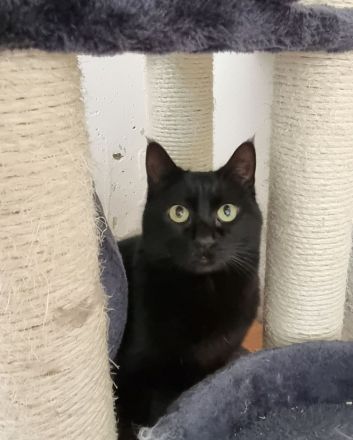 Sopresa, so lieb und noch schüchtern, braucht unbedingt bald eine Familie