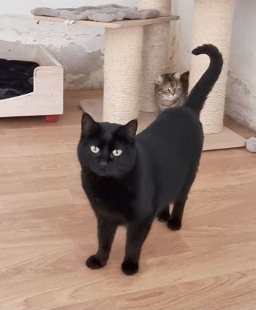 Sopresa, so lieb und noch schüchtern, braucht unbedingt bald eine Familie