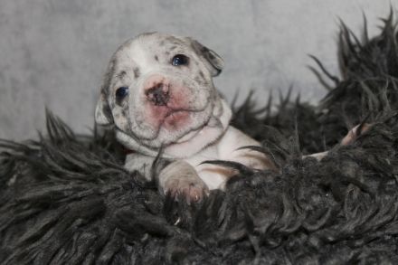 Alternativ Bulldogge