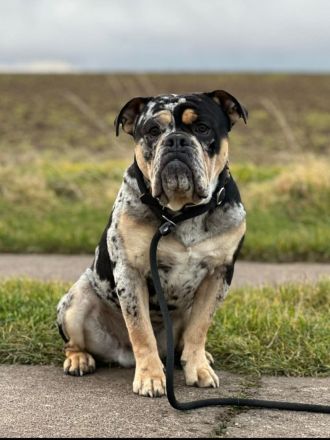 Alternativ Bulldogge