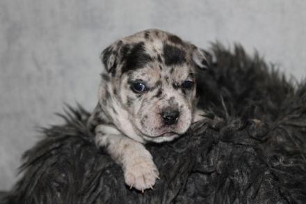 Alternativ Bulldogge