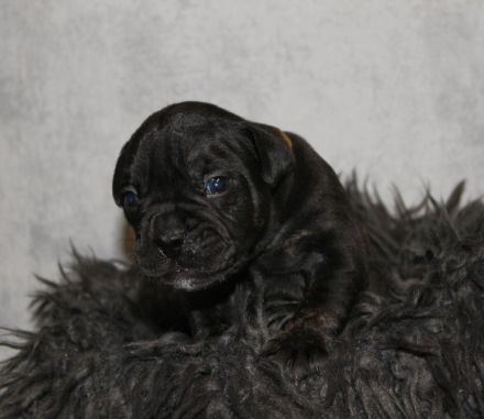 Alternativ Bulldogge