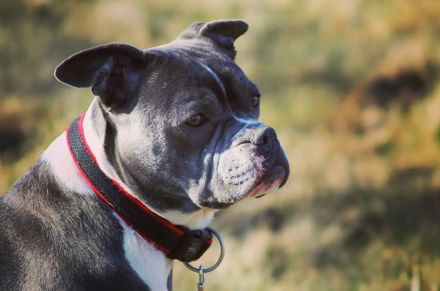 Alternativ Bulldogge