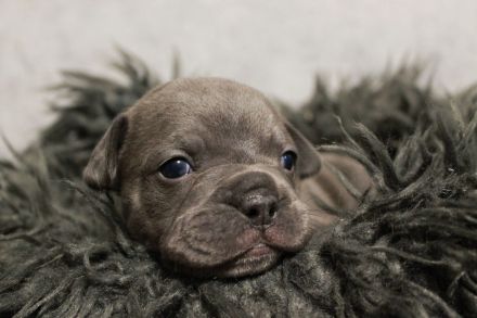 Alternativ Bulldogge