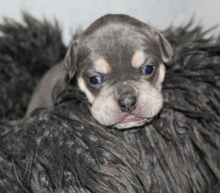 Alternativ Bulldogge