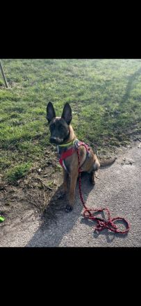 Reine Malinois Hündin sucht ihre Familie