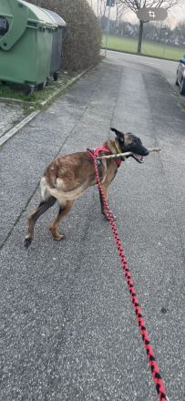 Reine Malinois Hündin sucht ihre Familie