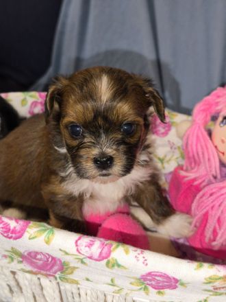 Süße Havaneser Welpen