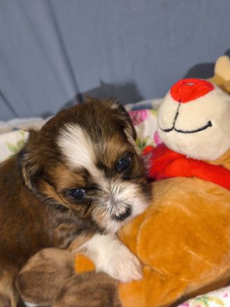 Süße Havaneser Welpen