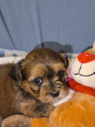 Süße Havaneser Welpen