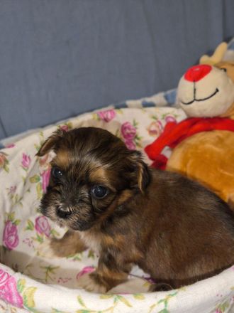 Süße Havaneser Welpen