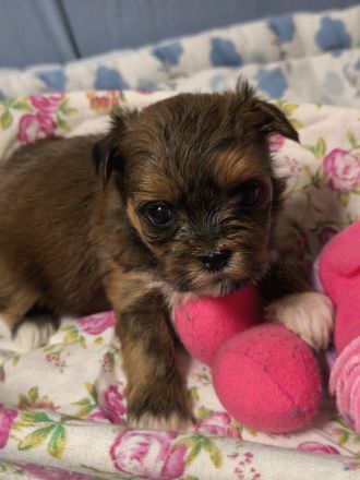 Süße Havaneser Welpen