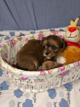 Süße Havaneser Welpen