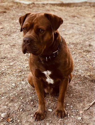 Bulli Mischlingswelpen