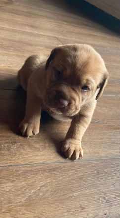 Bulli Mischlingswelpen