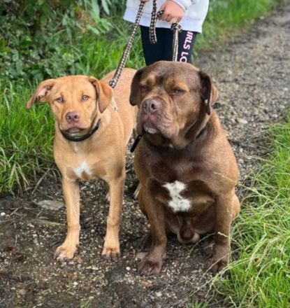 Bulli Mischlingswelpen