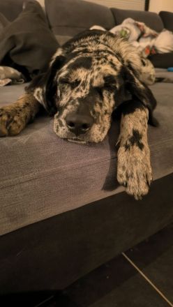 Aussiedor Rüde 9 Monate