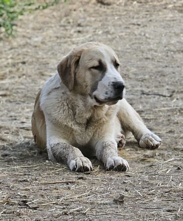 Mittelasiatischer Schäferhund welpen