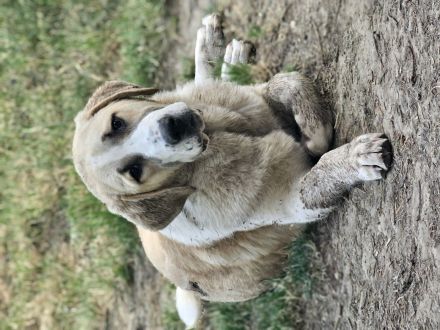 Mittelasiatischer Schäferhund welpen