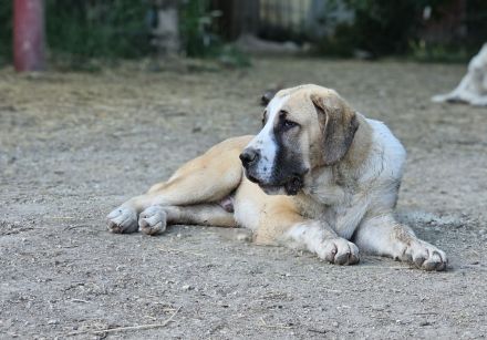 Mittelasiatischer Schäferhund welpen