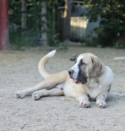 Mittelasiatischer Schäferhund welpen