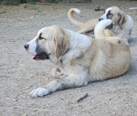Mittelasiatischer Schäferhund welpen