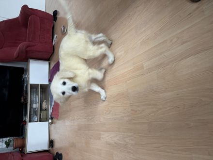 Golden Retriever Welpe