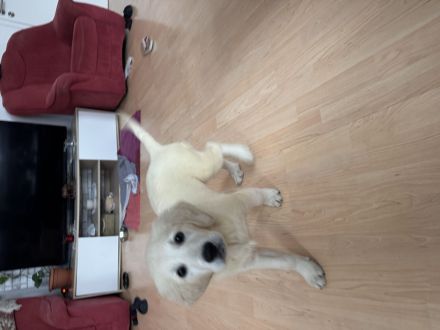 Golden Retriever Welpe