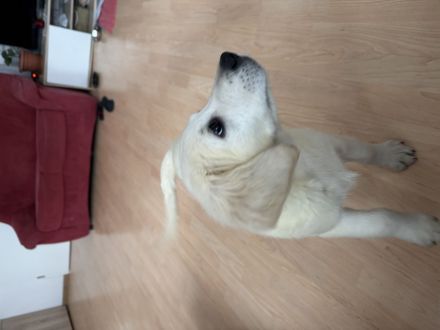 Golden Retriever Welpe