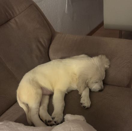 Golden Retriever Welpe