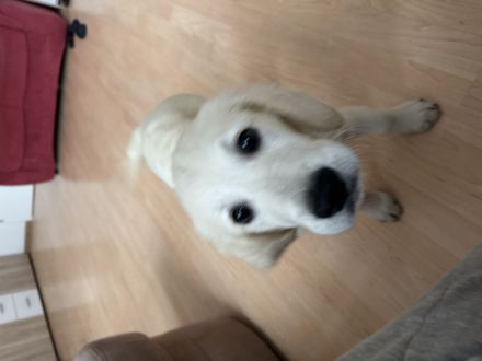 Golden Retriever Welpe