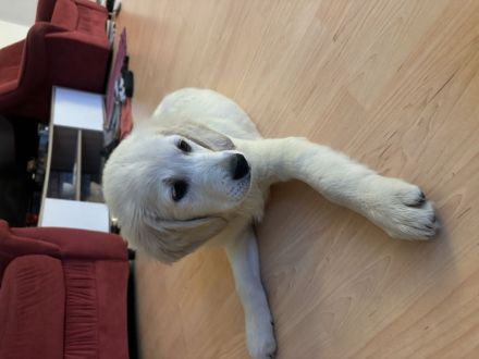 Golden Retriever Welpe