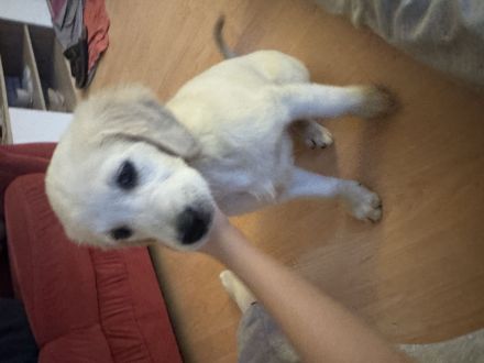 Golden Retriever Welpe