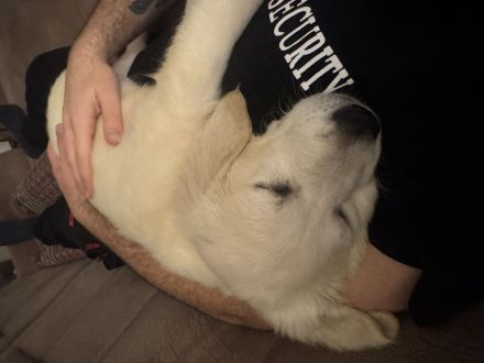 Golden Retriever Welpe