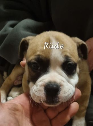 Old Englisch Bulldogge Welpen