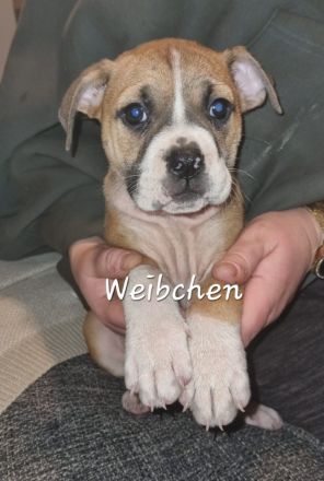 Old Englisch Bulldogge Welpen