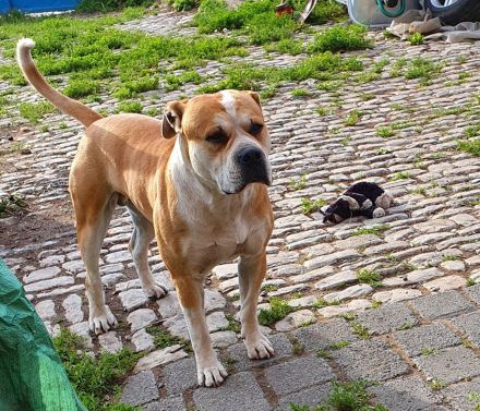 Old Englisch Bulldogge Welpen