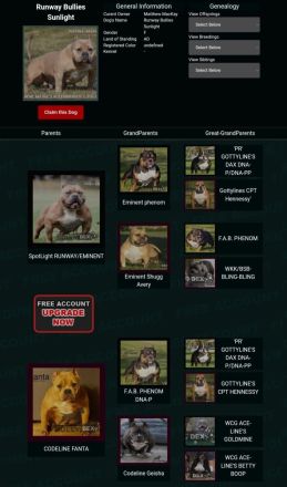 American pocket bully